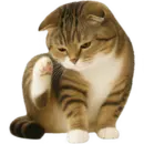 Стикер Шотландский кот