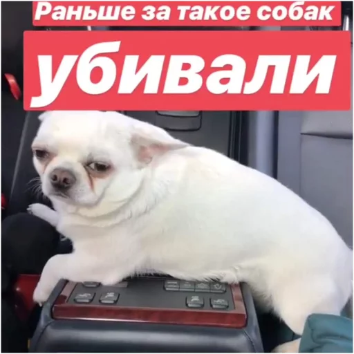 Стикер Себек