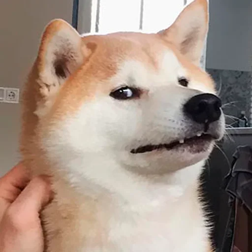 Стикер Shiba inu