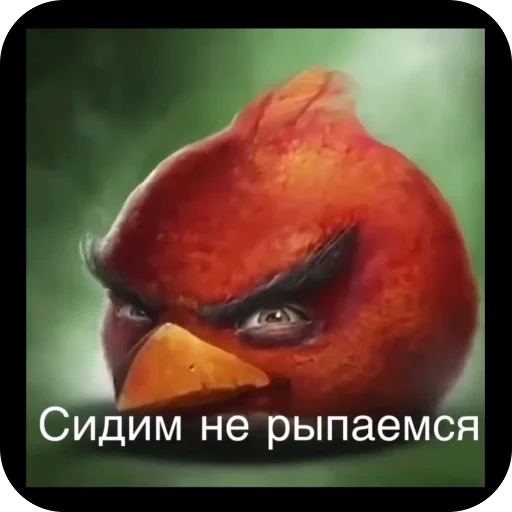 Стикер Angry Birds