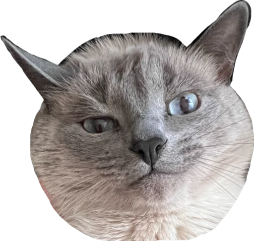 Стикер Sidkozel