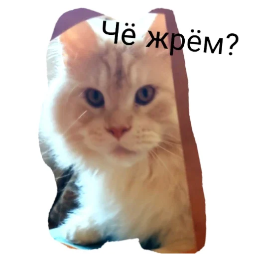 Стикер Симба Том Лягушка и Губка Боб