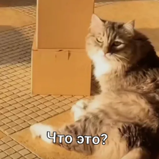 Стикер Симбочка Пимпочка