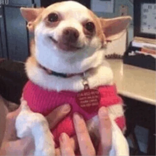 Стикер Dog life