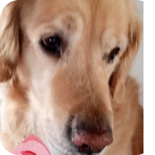 Стикер Шерлок