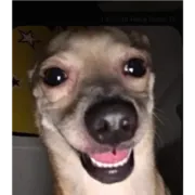 Стикер Пёсель Сиба-ину