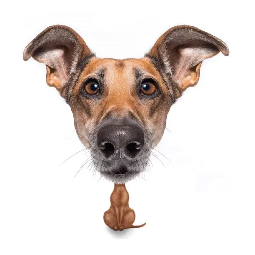 Стикер Dogs
