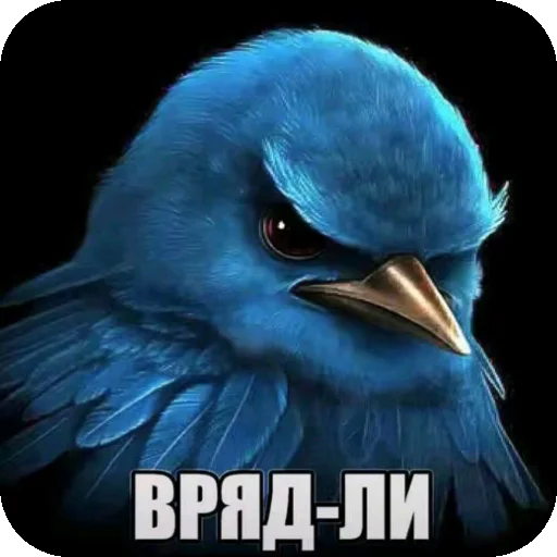Стикер Birds Memes
