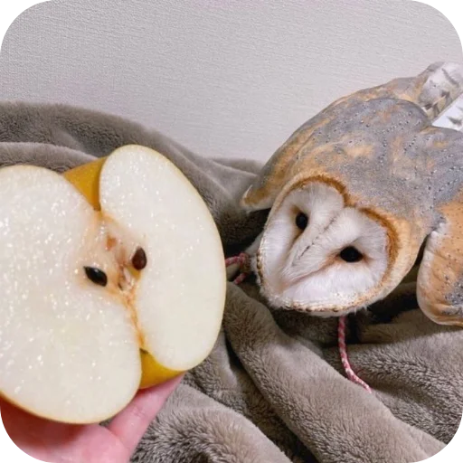 Стикер Совушки