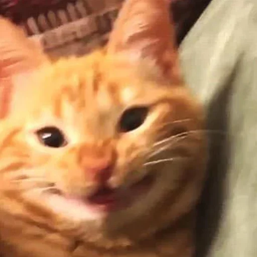 Стикер Котики