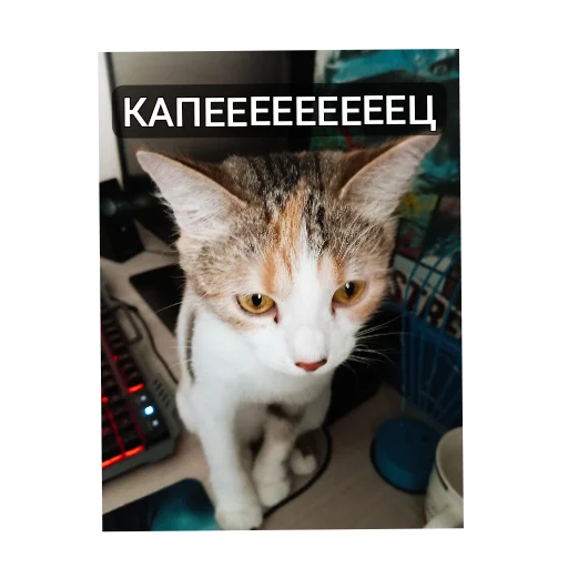 Набор стикеров