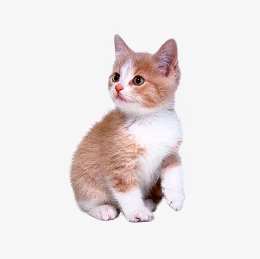 Стикер Stkrcat