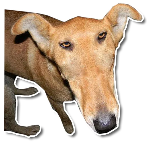 Стикер Упоротый пес