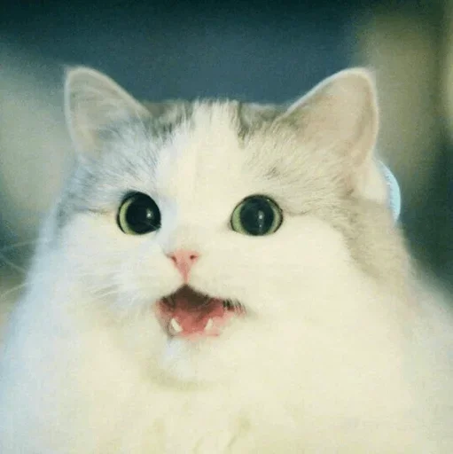 Стикер Stooped Cats