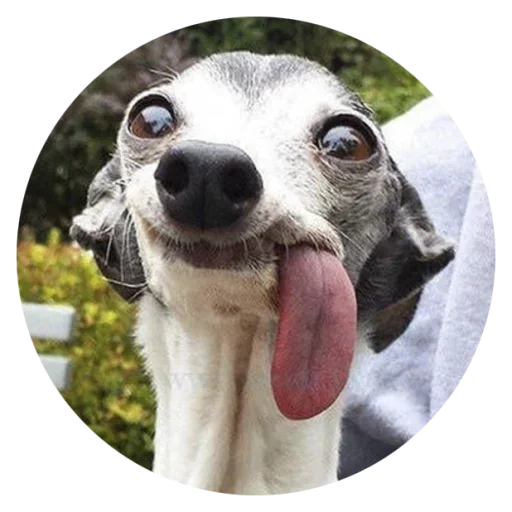 Стикер Stupid Dogs