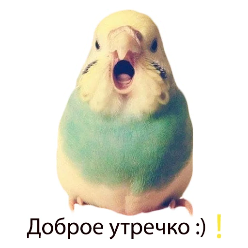 Стикер Our budgies 😎✌🏻