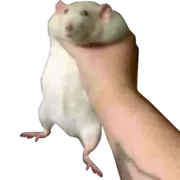 Стикер Take this rat!