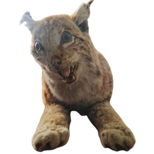 Стикер Taxidermy