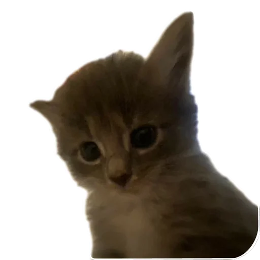 Стикер Котики