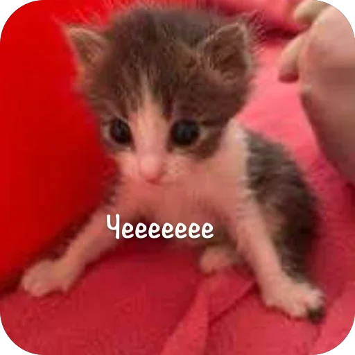 Стикер This is my