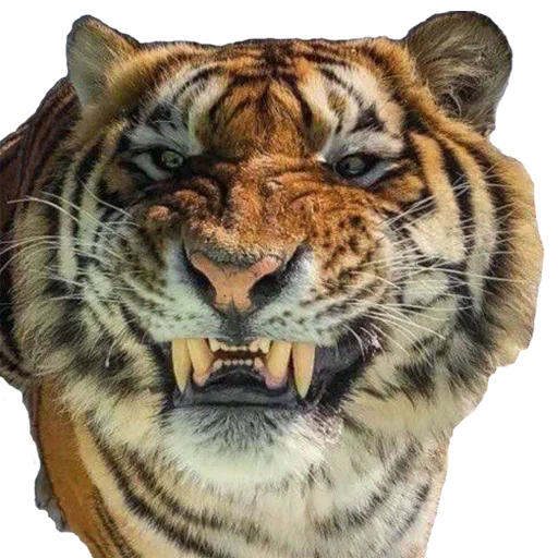 Стикер Tiger Male