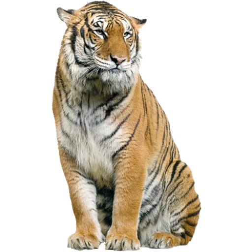 Стикер Тигр