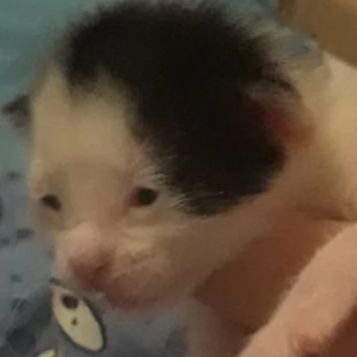 Стикер Tobi Super Deluxe Stickers Part 2: Electric Boogaloo