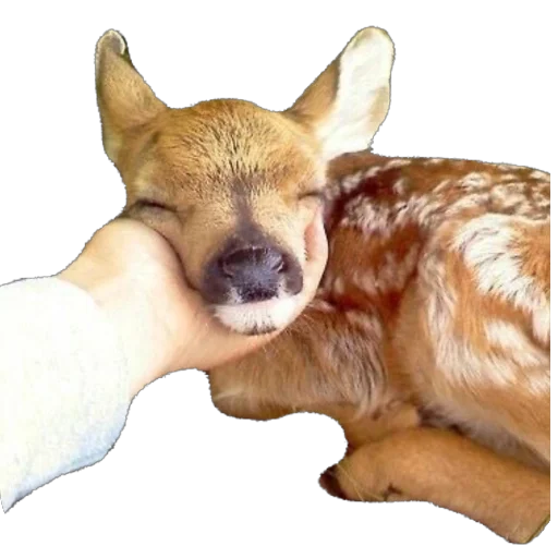 Стикер оленята