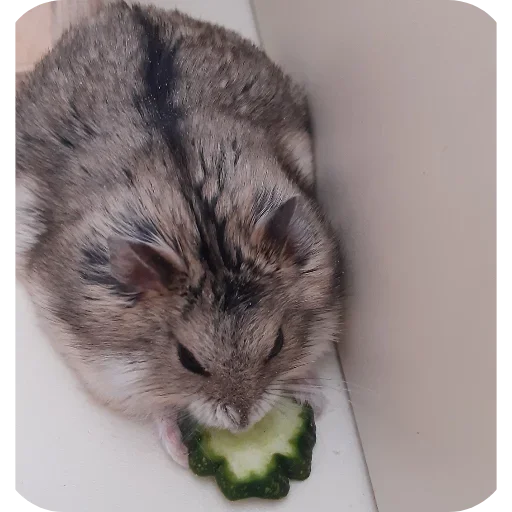 Стикер Hamsters