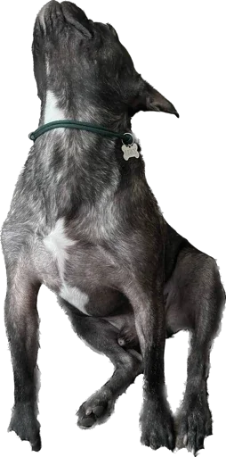 Стикер Ullisse
