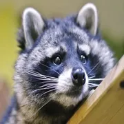 Стикер Uprt Animals