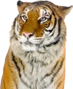 Стикер Усатый Полосатый