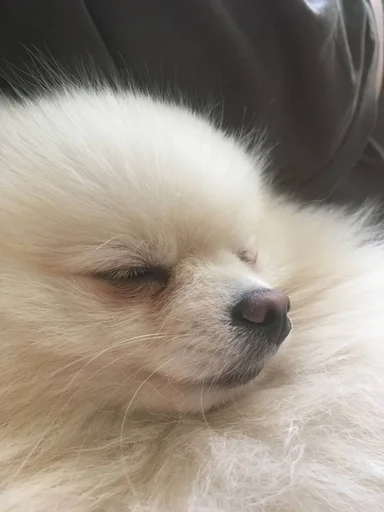 Стикер зоррик муд