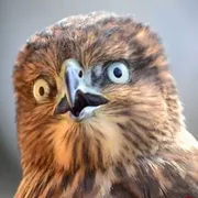 Стикер Very strange animals