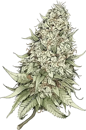 Стикер Весь такой зелененький как трава