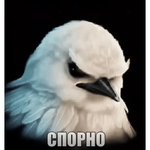 Стикер Birds Memes