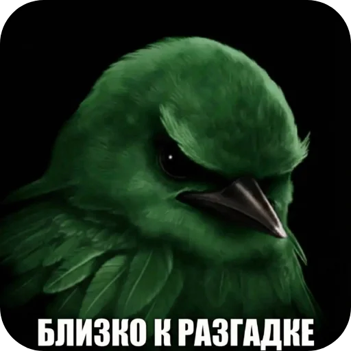 Стикер Birds Memes