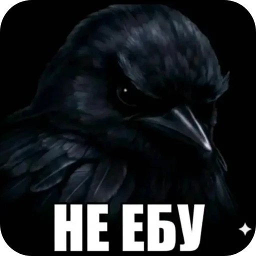 Стикер Birds Memes