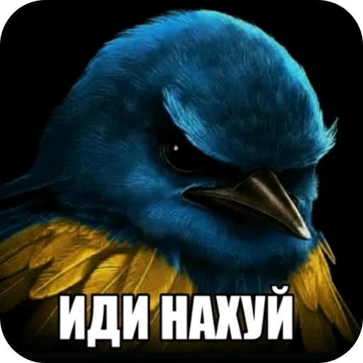 Стикер Birds Memes