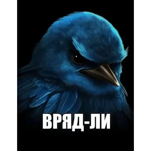 Стикер Birds Memes