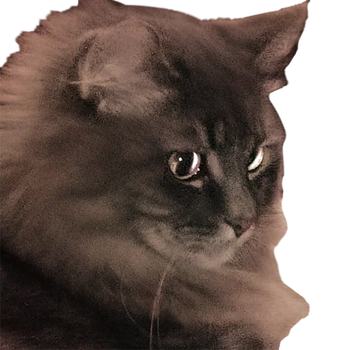 Стикер CatMaine Chan