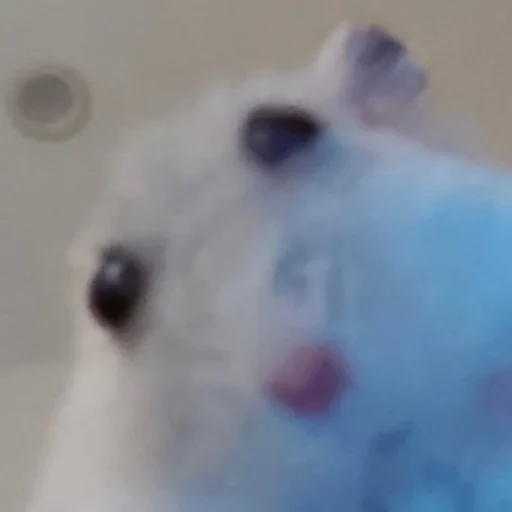 Стикер Хомячки