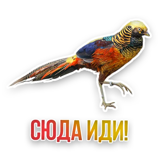 Набор стикеров