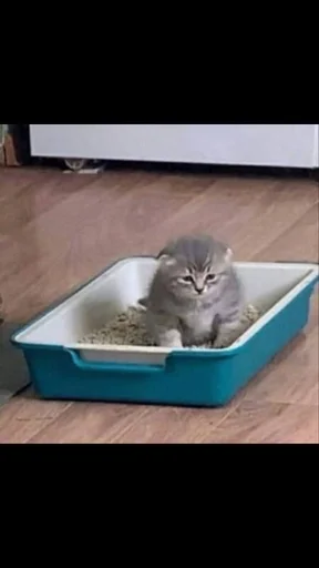 Стикер Унитазные коты