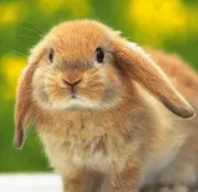 Стикер Young Bunny