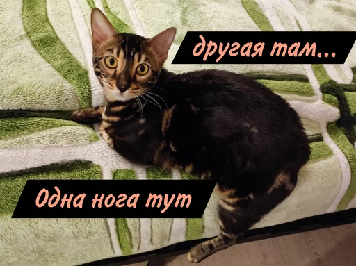 Набор стикеров