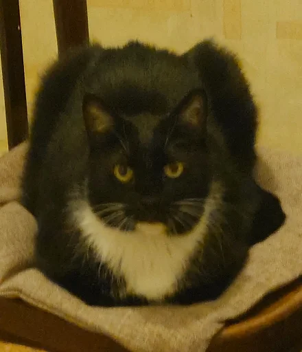 Стикер Ð§ÐÐ "ÐÐ²ÐµÑÐ¸Ð½ÐµÑ"