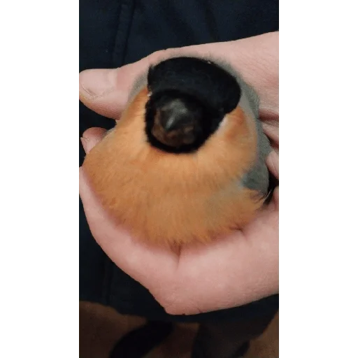 Стикер Стикероус