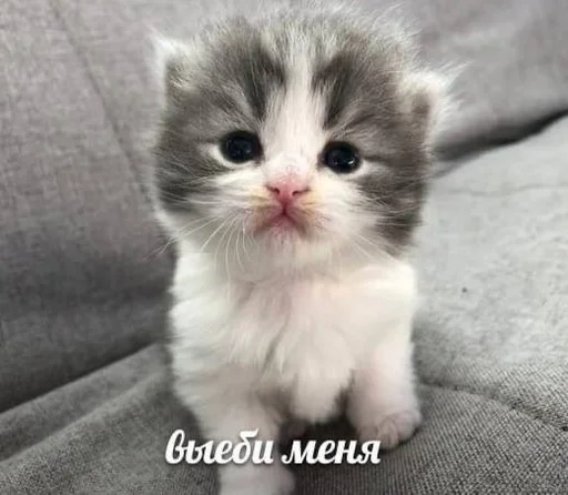 Стикер котики