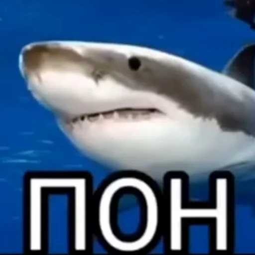 Стикер акулыч